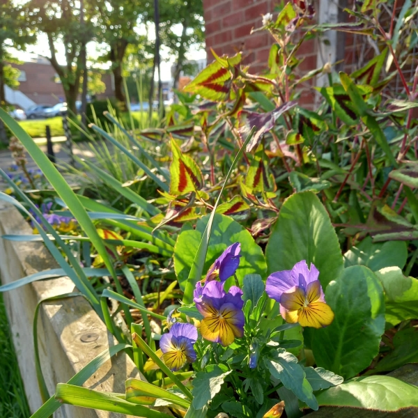 Kenilworth Community Gardens